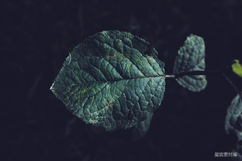 高清摄影 自然 植物 细节 深绿色 叶子 深绿色的叶子特写