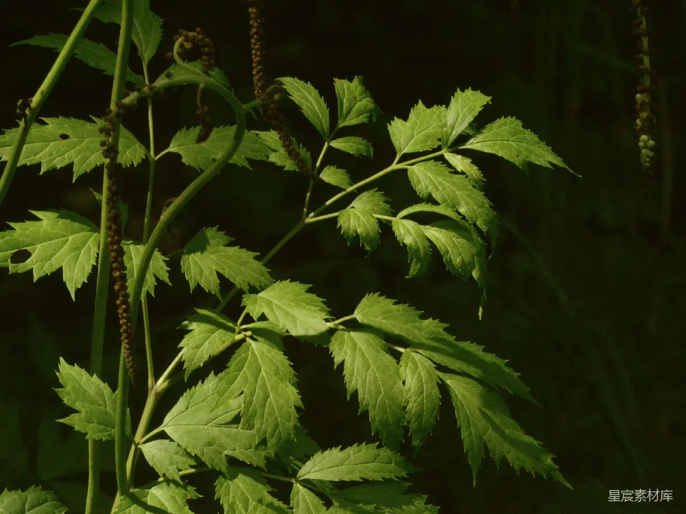 高清摄影 自然 植物 绿色 叶子 户外 自然中的绿色植物