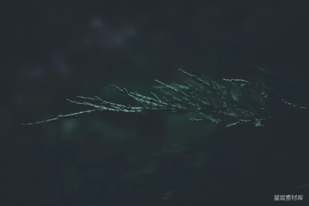 高清摄影 自然 暗调 植物 宁静 夜晚 暗夜中的松枝