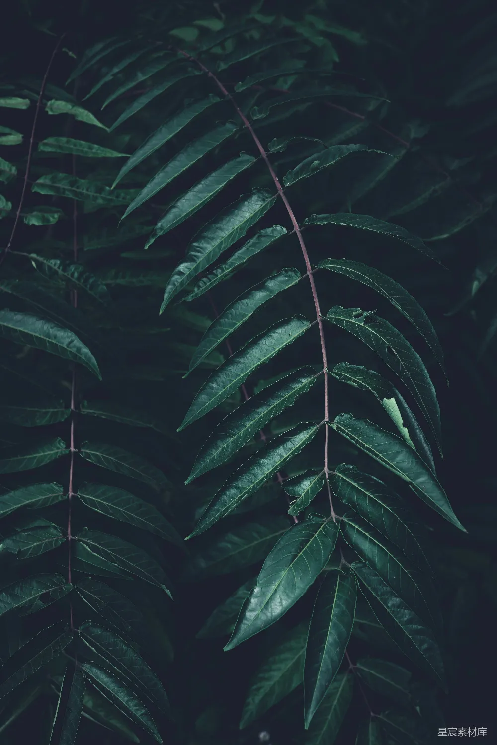 高清摄影 自然 植物 绿色 深色背景 宁静 深绿色的叶子