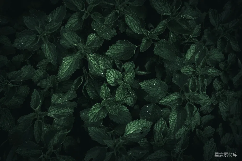 高清摄影 植物 夜晚 自然 静谧 纹理 夜幕下的绿植