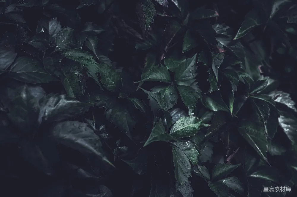高清摄影 叶子 自然 黑暗 植物 纹理 黑暗中的绿叶