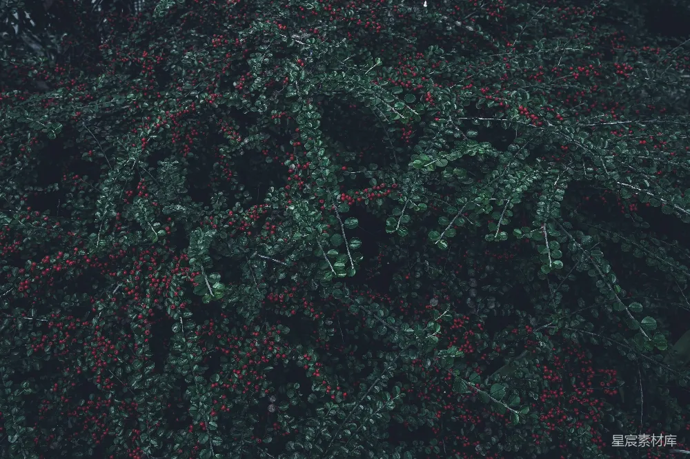 高清摄影 自然 植物 红色 绿色 秋季 红果绿叶的自然之美