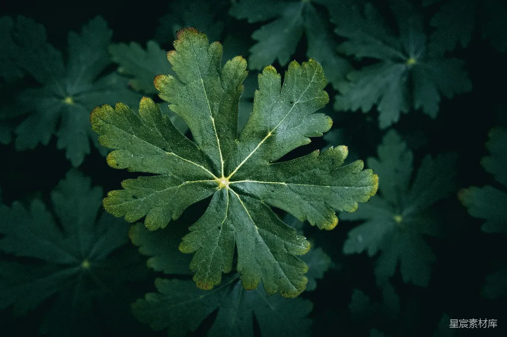高清摄影 植物 叶子 自然 特写 绿色 绿叶特写：自然之美