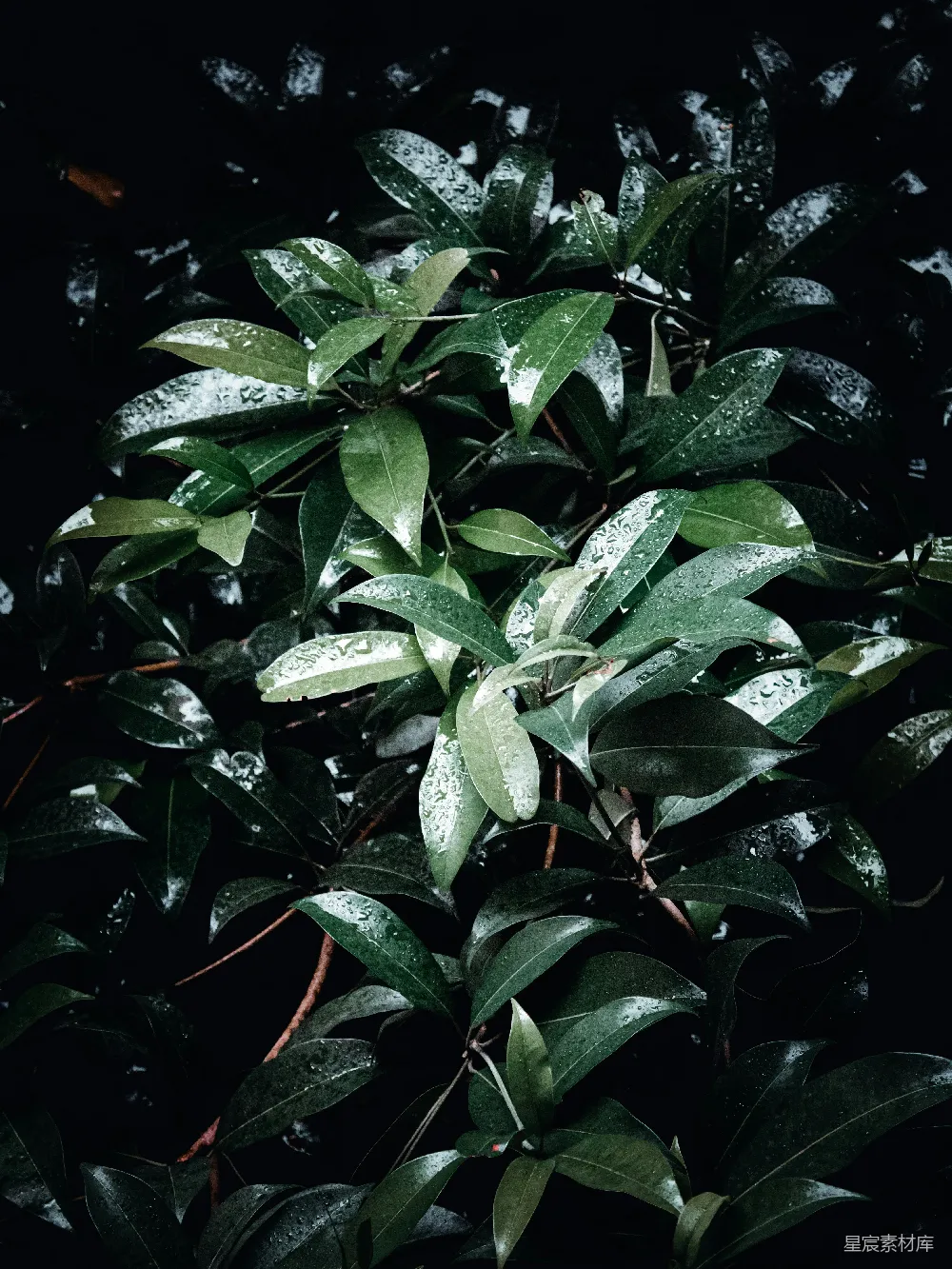 高清摄影 自然 绿色 植物 雨滴 清新 雨后绿叶