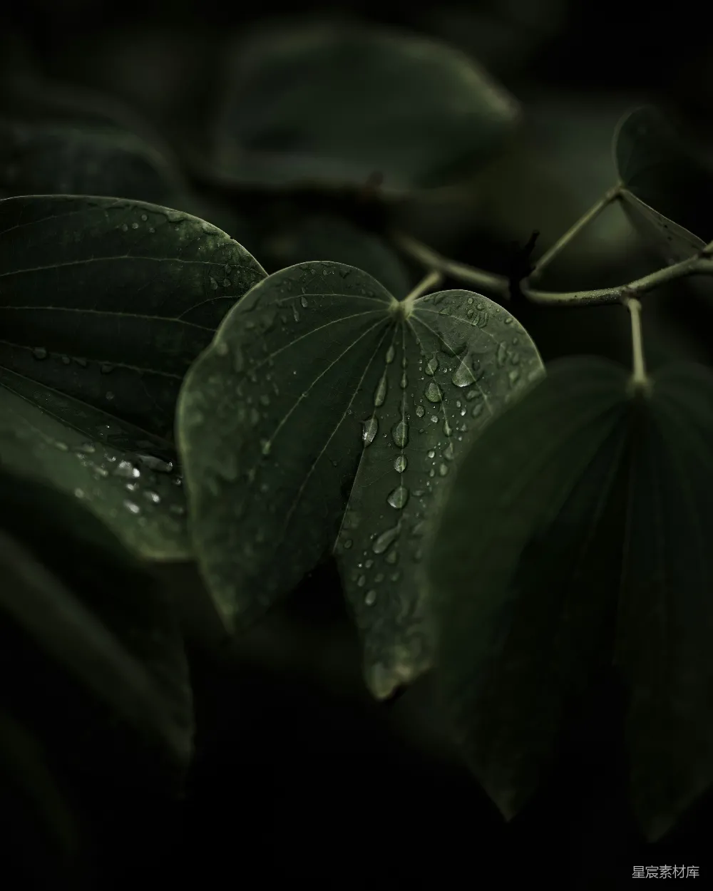 高清摄影 自然 摄影 雨后 清新 绿色 雨后绿叶的静谧美