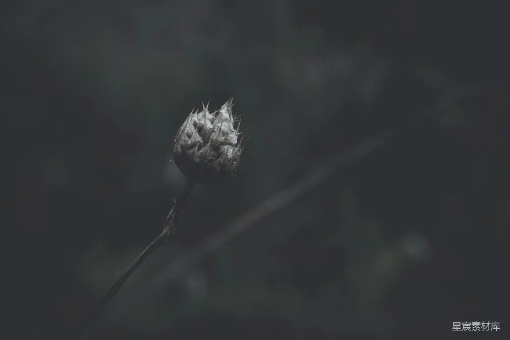高清摄影 枯萎 花蕾 自然 灰暗 静谧 枯萎的花蕾