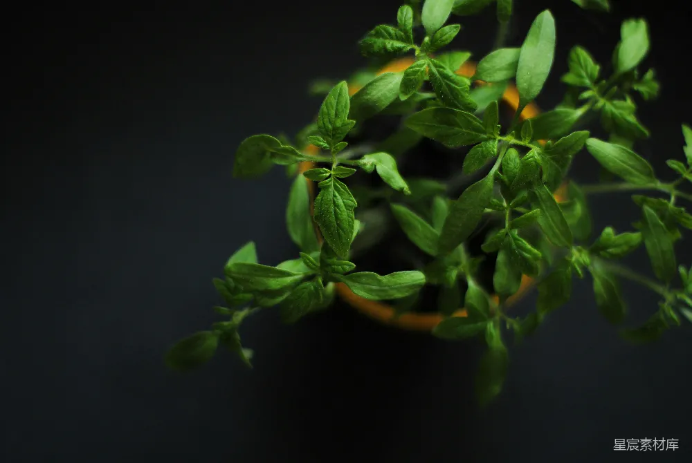 高清摄影 植物 自然 生长 绿色 静物 生机勃勃的植物特写