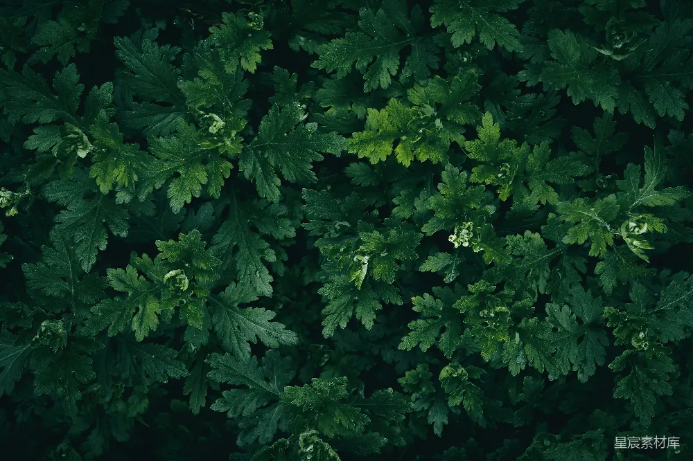高清摄影 植物 纹理 自然 深绿色 纹理背景 深绿色植物叶片纹理