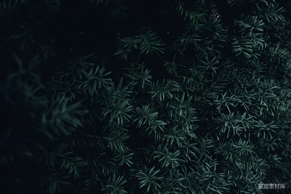 高清摄影 植物 针叶 深绿色 自然 背景 深绿色针叶植物特写