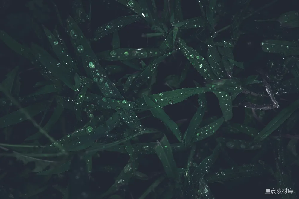 高清摄影 自然 露珠 绿色 植物 宁静 露珠中的绿叶