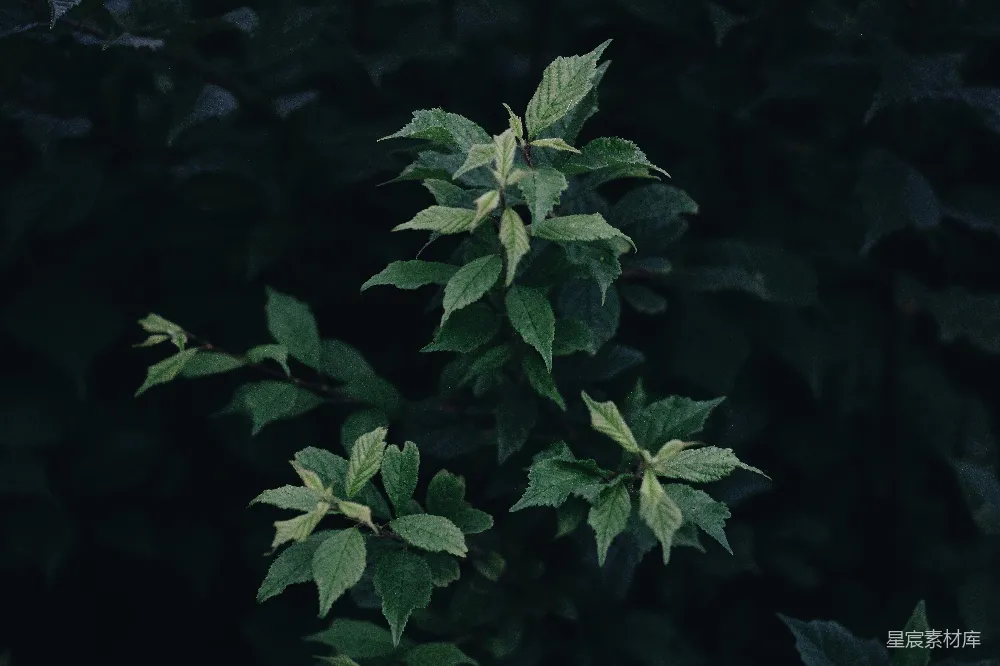 高清摄影 自然 植物 幽暗 清新 细节 幽暗中的绿叶