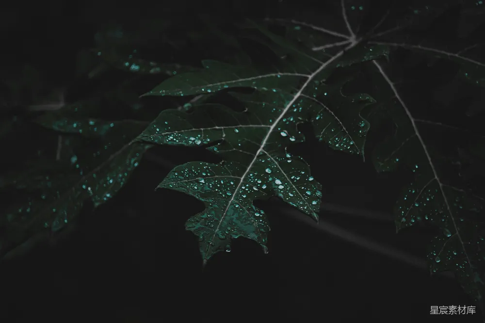 图片展示了雨后叶片上的露珠特写，叶片在黑暗背景下显得格外清新和宁静。露珠在叶片上晶莹剔透，仿佛每一个叶片都承载着自然的纯净与美好。适合用于自然风光、清新氛围或自然主题的背景素材。