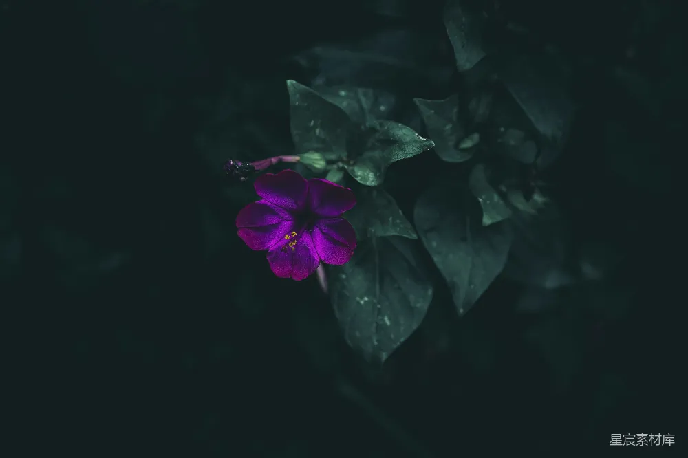 高清摄影 花朵 紫色 静谧 自然 摄影 紫色花朵的静谧之美