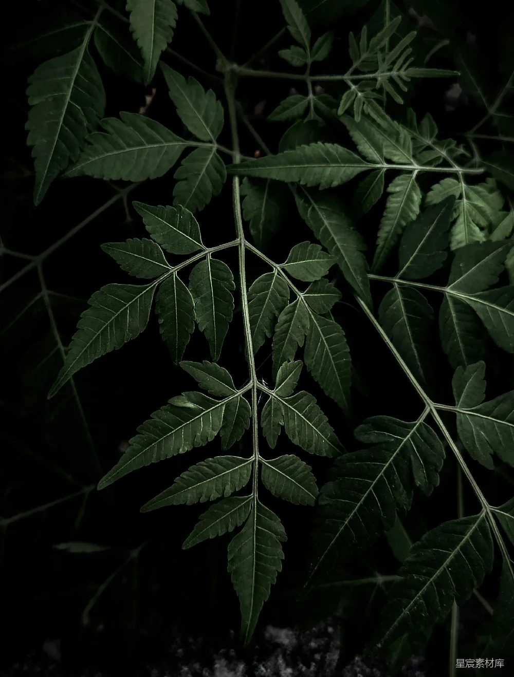 高清摄影 植物 深绿色 自然 树叶 静谧 深邃的绿色植物特写