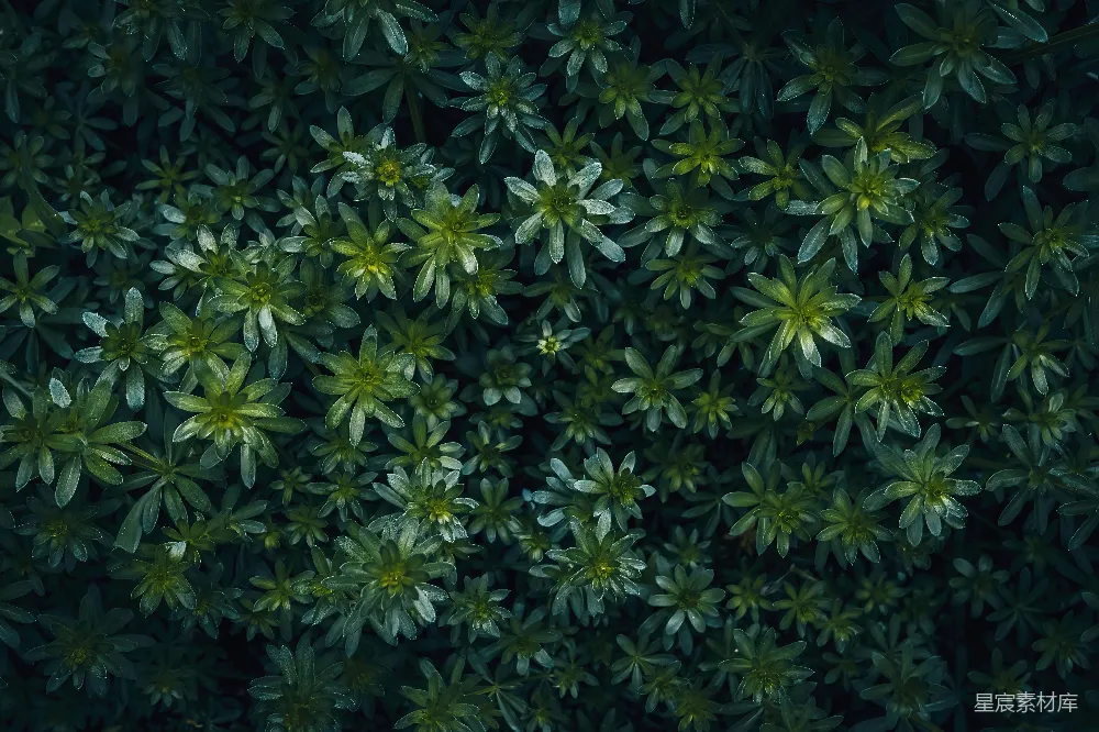 高清摄影 植物 自然 纹理 生态 背景 密集的绿色植物特写