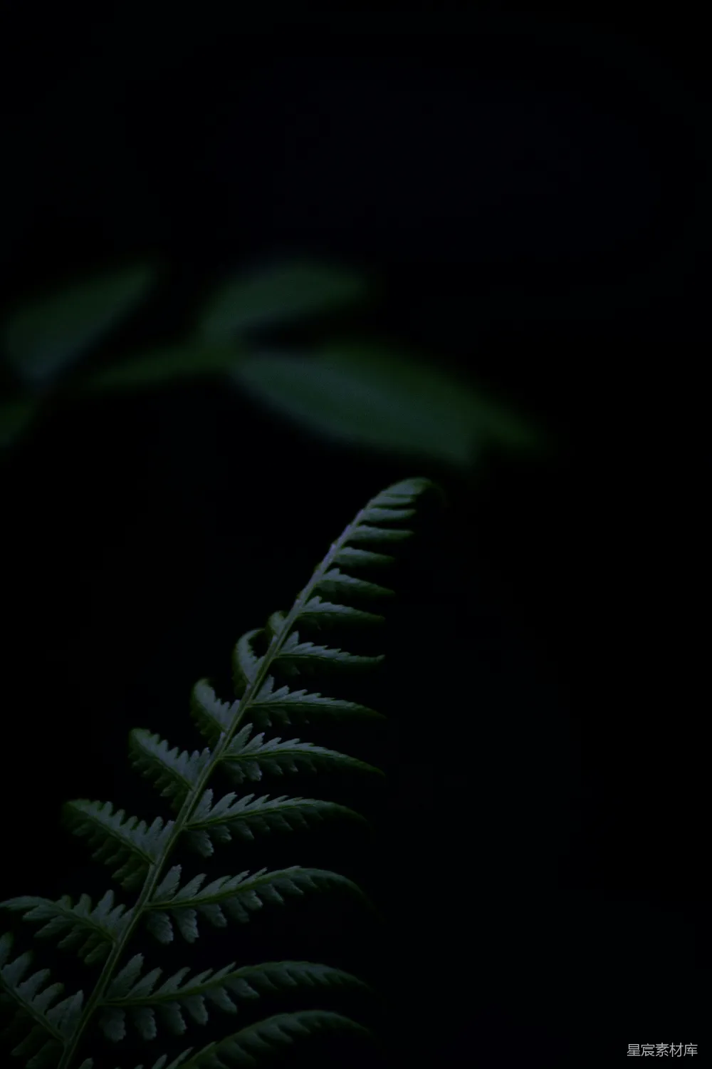 高清摄影 蕨类植物 深色背景 自然摄影 森林 静谧 幽暗森林中的蕨类植物