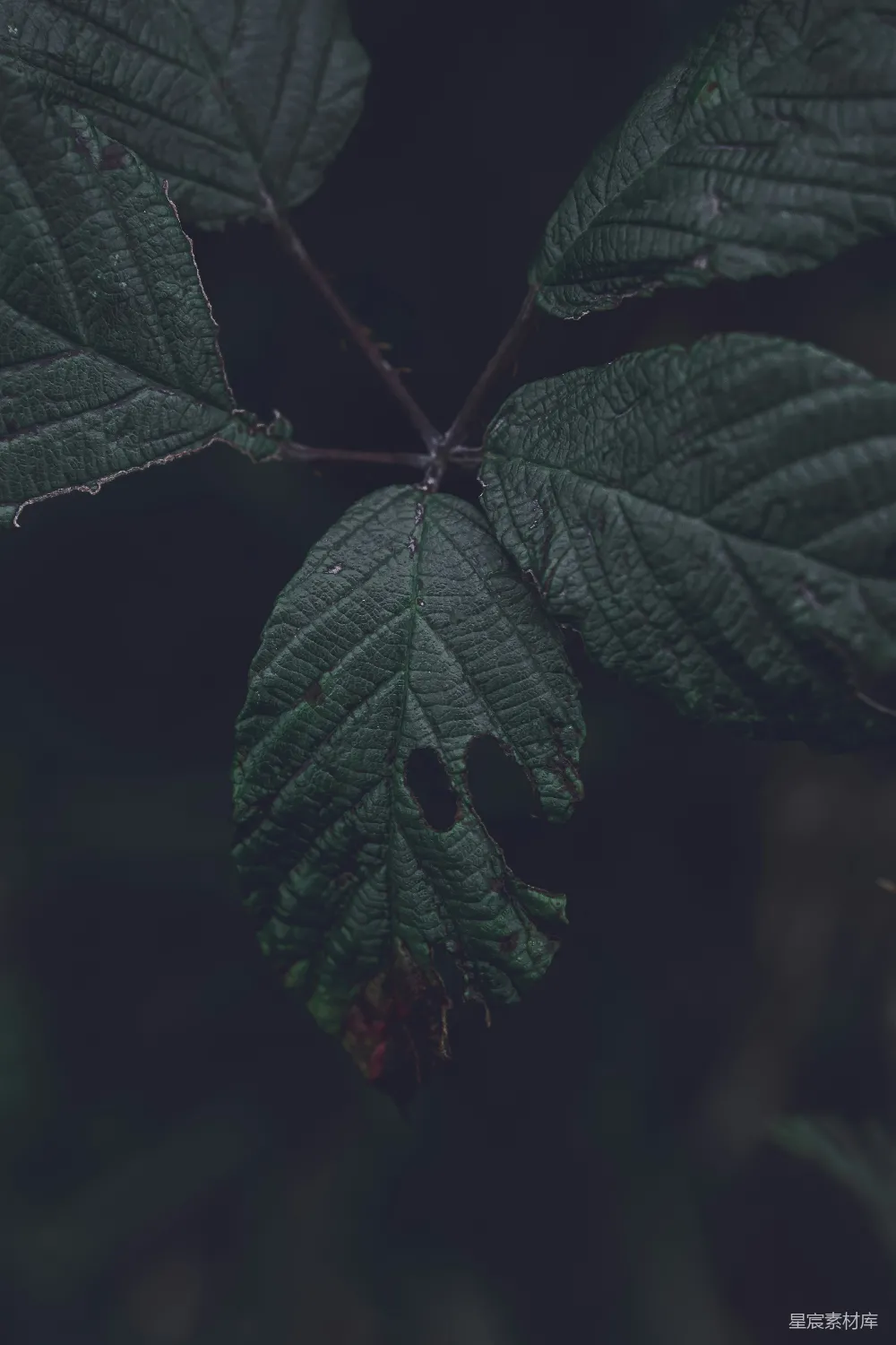高清摄影 自然 深色 枯叶 细节 自然美 深色背景下的枯叶