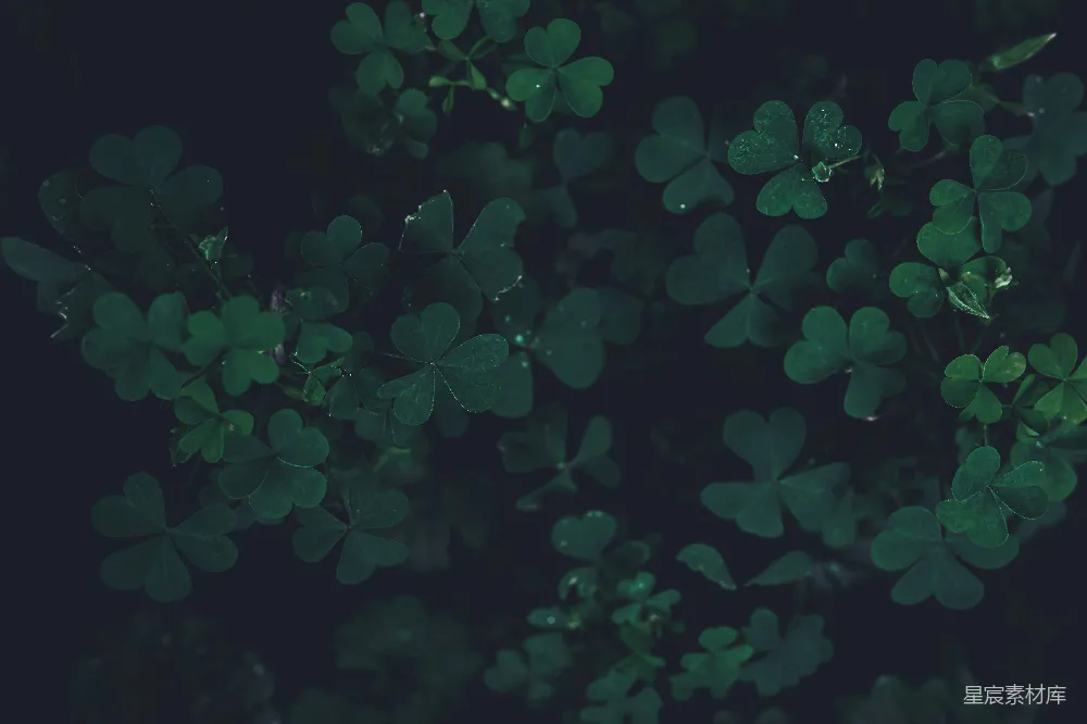 高清摄影 四叶草 自然 绿色 背景 植物 绿叶四叶草