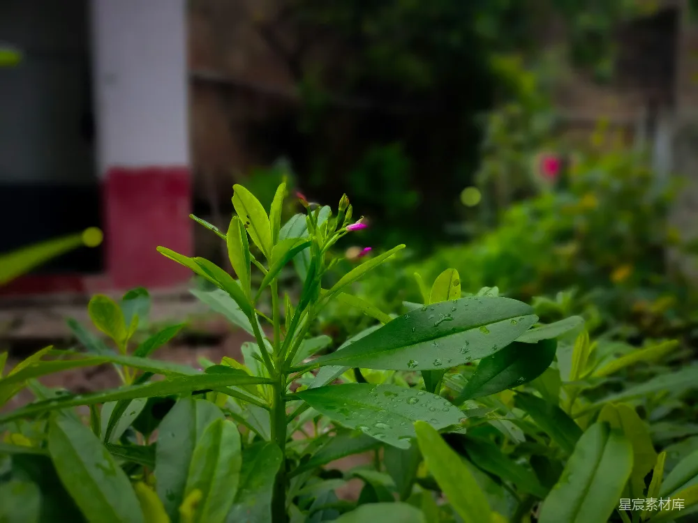 高清摄影 植物 雨后 清新 自然 生机 雨后新生的绿色植物