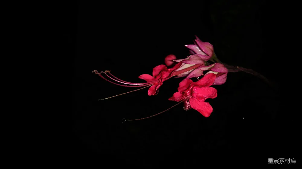 高清摄影 花卉 夜景 红色 自然 背景 夜色中的红花