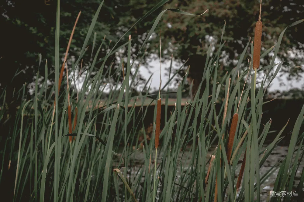 高清摄影 芦苇 自然 湖泊 宁静 生态 湖边的芦苇