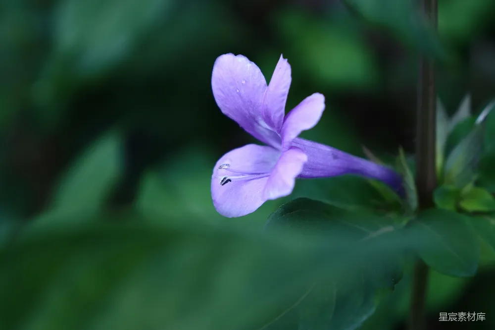 高清摄影 花朵 紫色 自然 特写 植物 紫色花朵特写