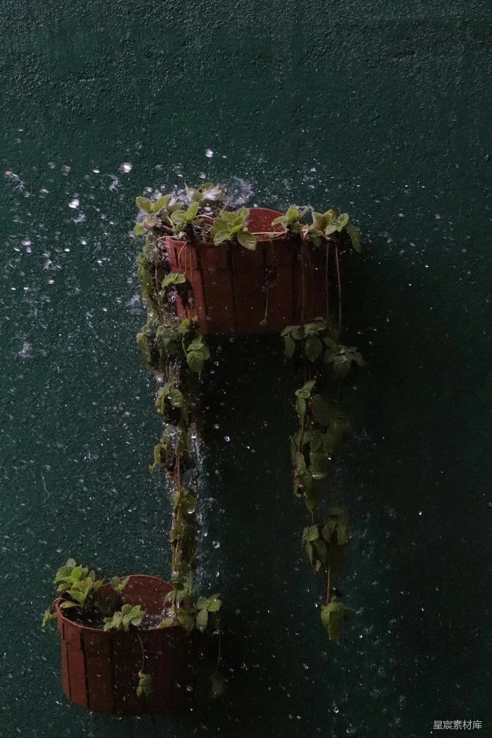 高清摄影 植物 雨滴 自然 室内 装饰 雨中的花盆