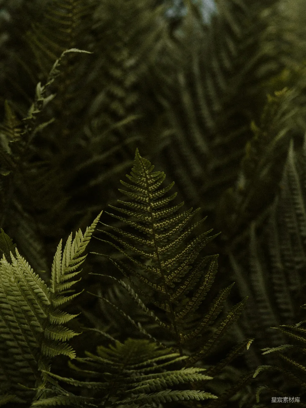 高清摄影 蕨类植物 自然 绿色 宁静 生态 蕨类植物的自然之美