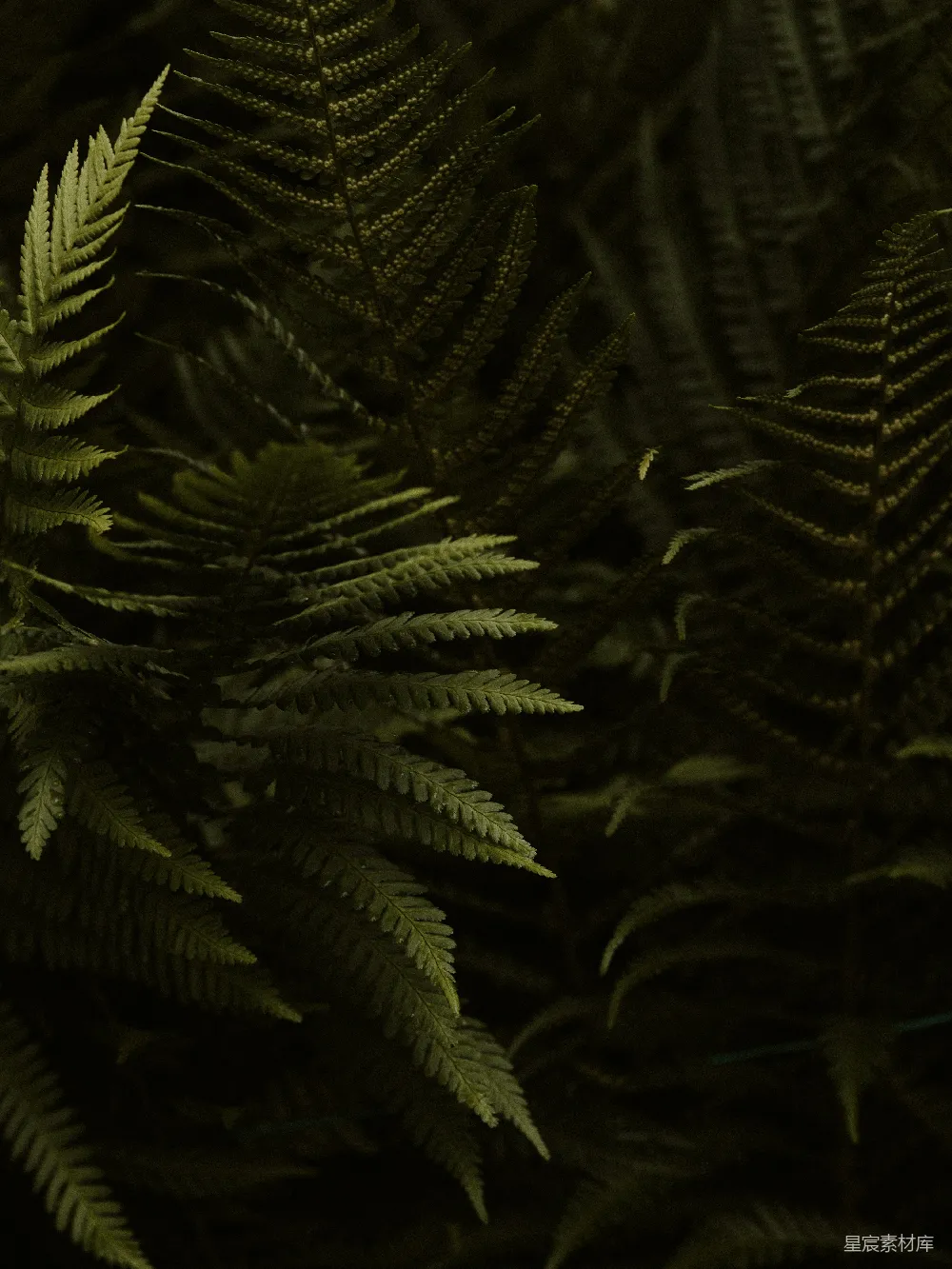 高清摄影 蕨类植物 自然 深邃 森林 植物 深林中的蕨类植物