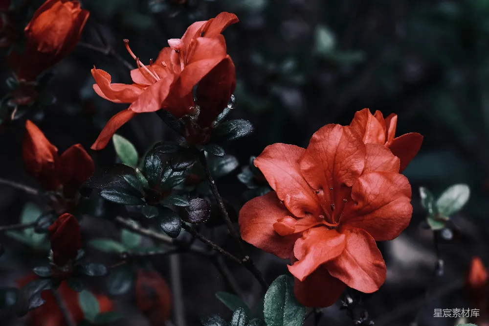 高清摄影 花朵 自然 摄影 春天 户外 红花绽放