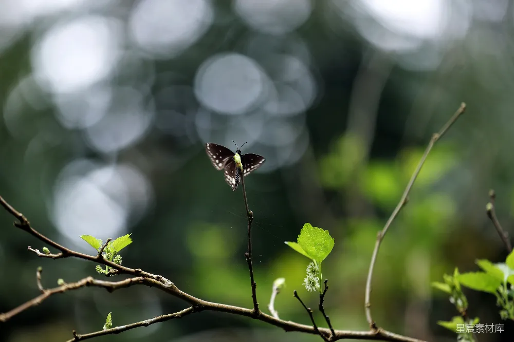 高清摄影 蝴蝶 自然 雨后 宁静 植物 雨后蝴蝶栖息枝头