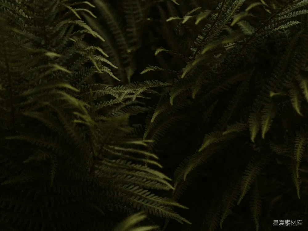 高清摄影 蕨类植物 自然 神秘 绿色 森林 神秘的蕨类植物