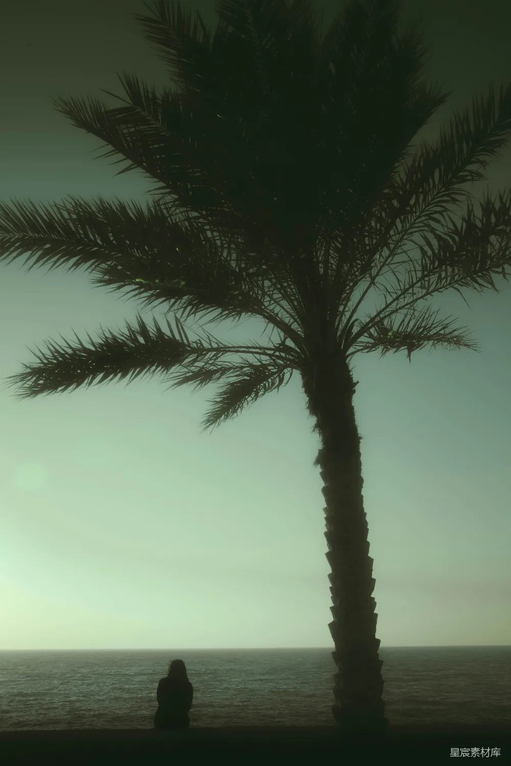 高清摄影 海滩 棕榈树 孤独 日落 自然 海边的棕榈树与孤独的剪影