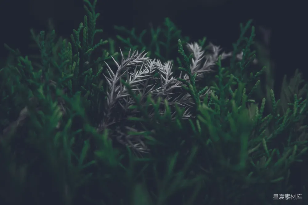 高清摄影 自然 植物 绿色 宁静 生态 绿色植物的自然之美