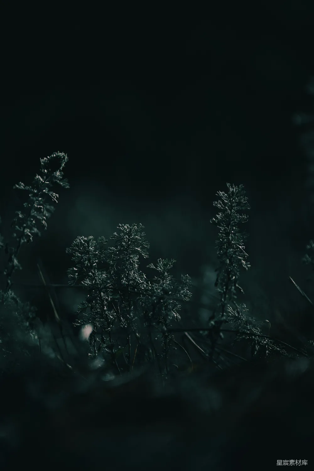 高清摄影 植物 夜晚 自然 神秘 黑暗 幽暗中的植物