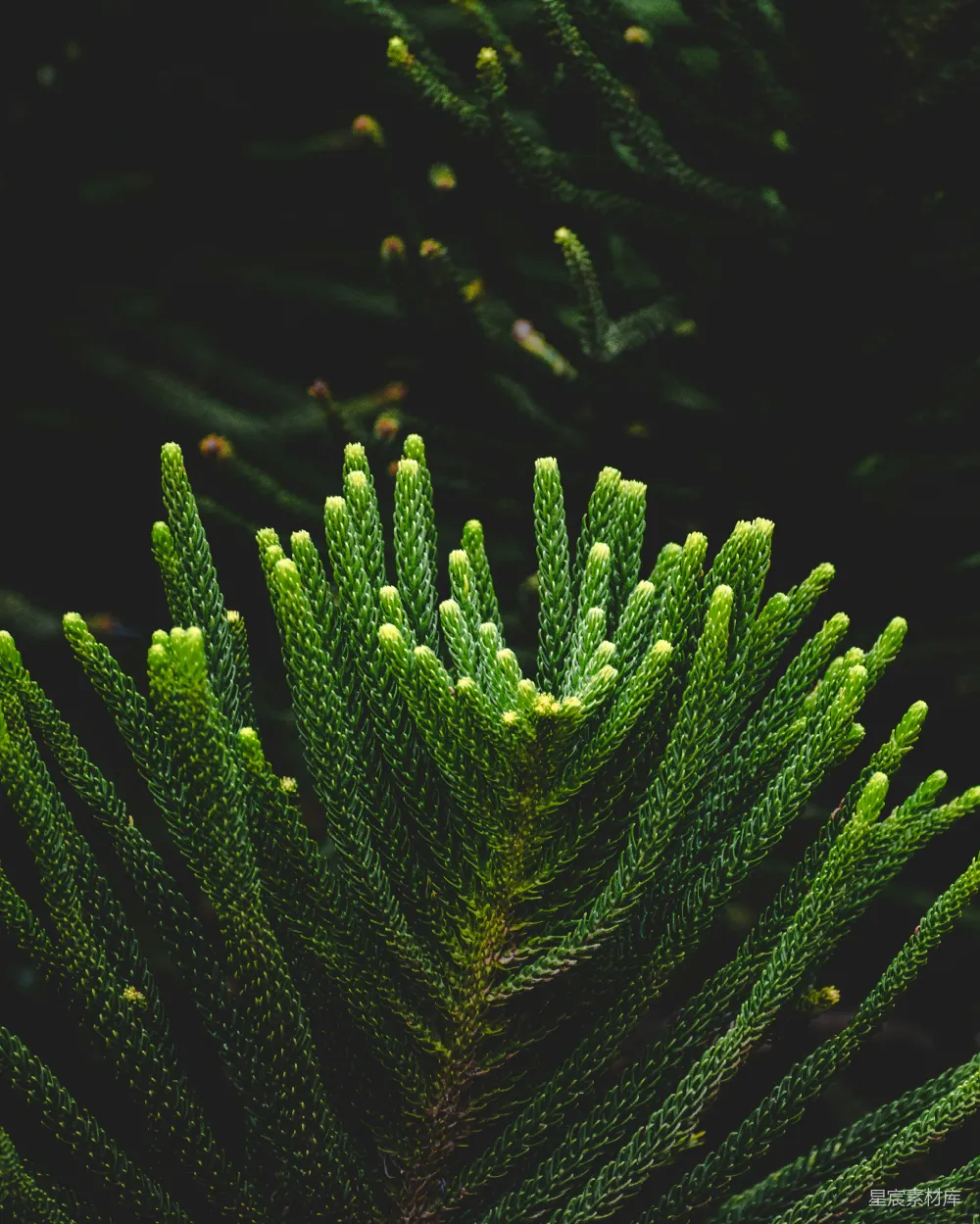 高清摄影 自然 植物 绿色 松树 生态 绿意盎然的松塔