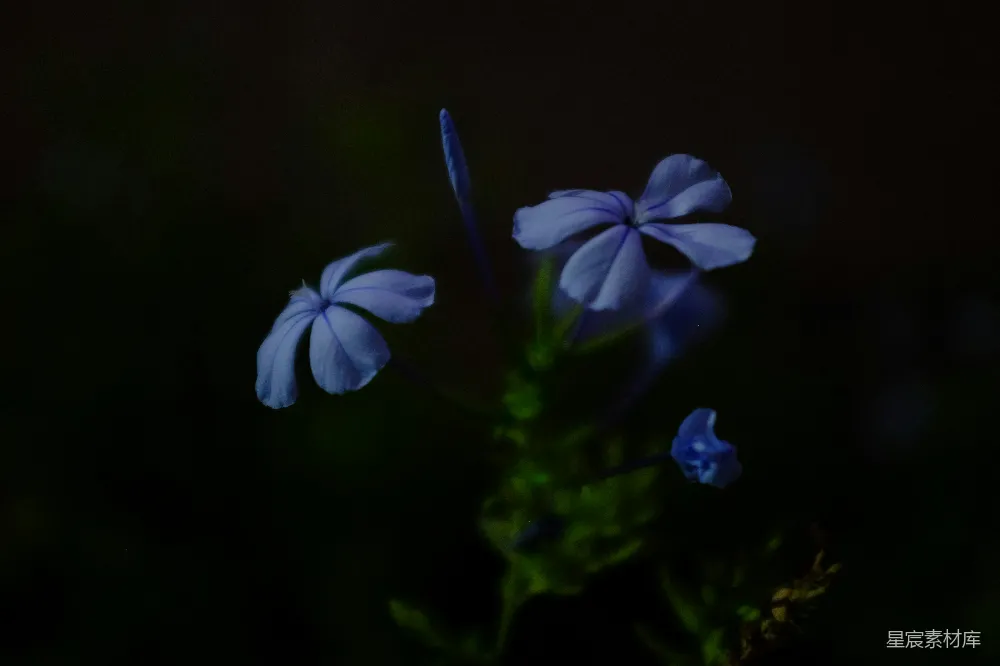 高清摄影 蓝色 花卉 自然 深色调 宁静 深邃的蓝色花朵