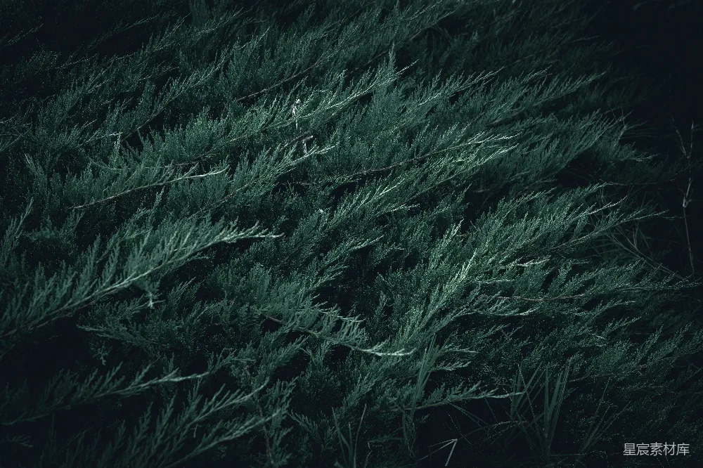 高清摄影 自然 森林 植物 纹理 户外 深绿的松树枝条