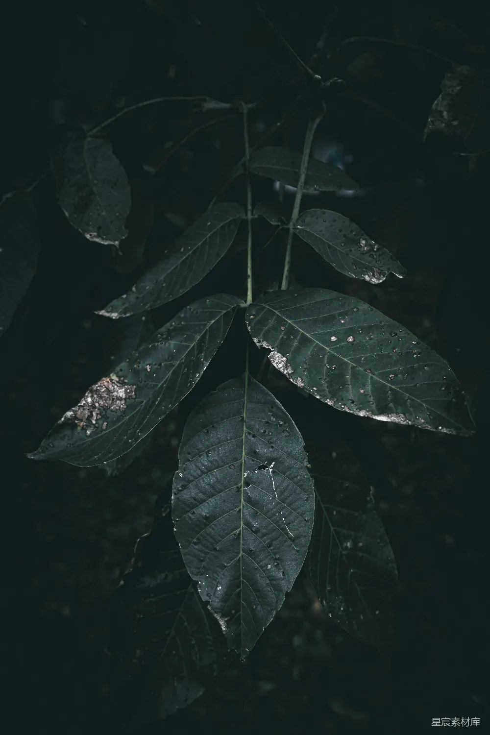 高清摄影 自然 夜晚 植物 树叶 黑暗 黑暗中的叶子