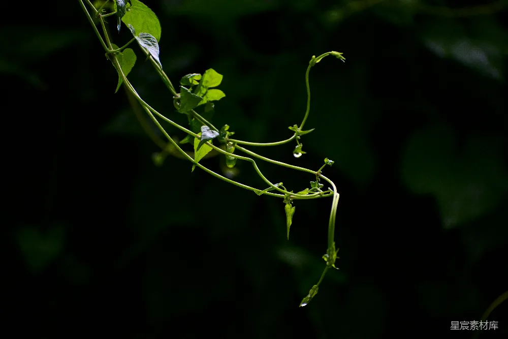 高清摄影 植物 自然 露珠 藤蔓 雨后 雨后藤蔓上的露珠