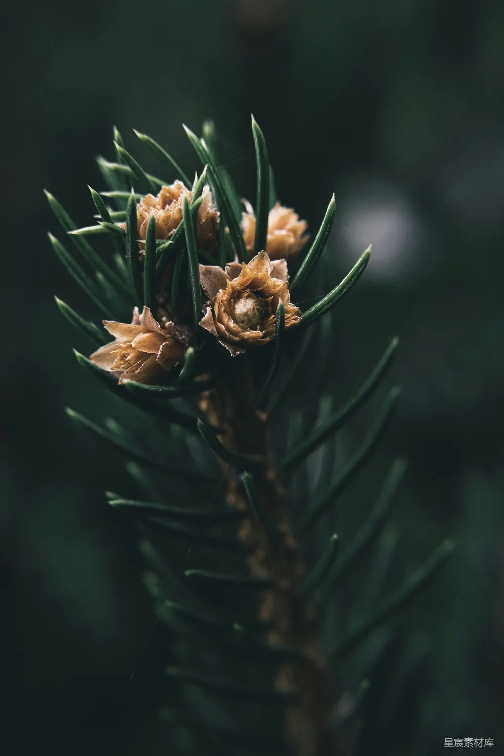 高清摄影 松果 自然 植物 细节 森林 松树枝上的松果