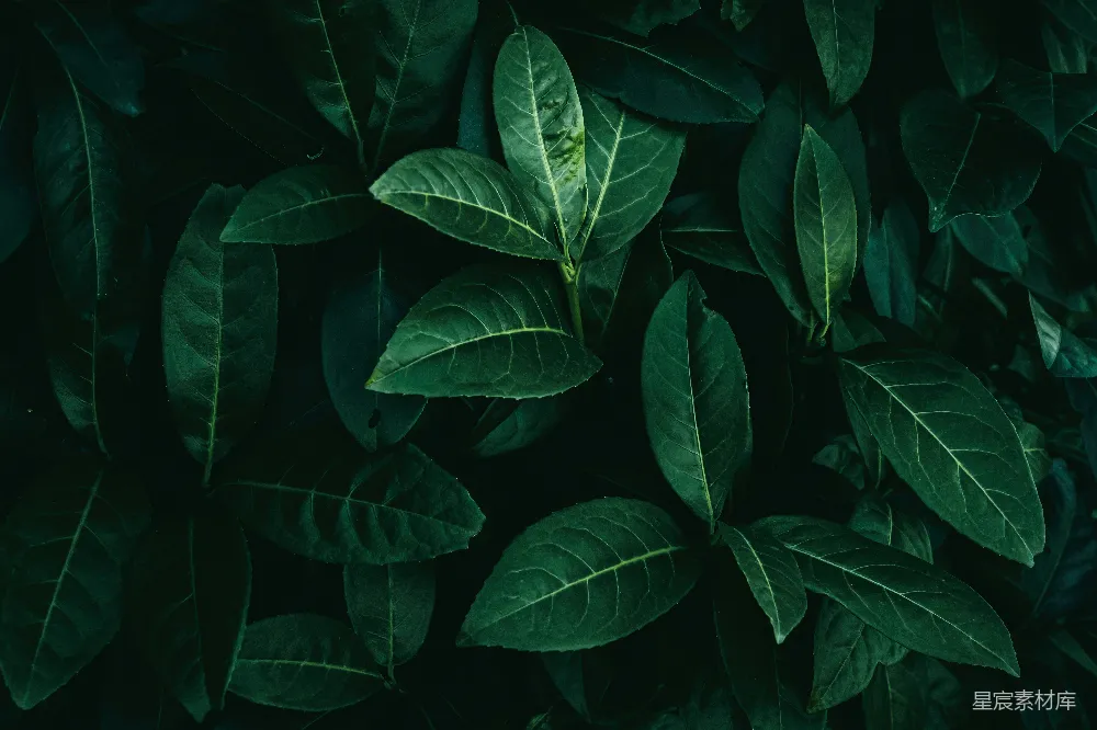高清摄影 自然 植物 深绿 叶子 背景 深绿色叶子的自然背景
