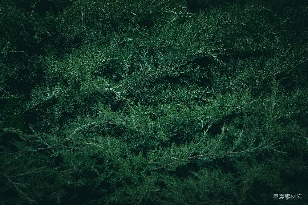 高清摄影 绿色植物 自然背景 深色调 户外场景 纹理背景 深邃的绿色枝叶