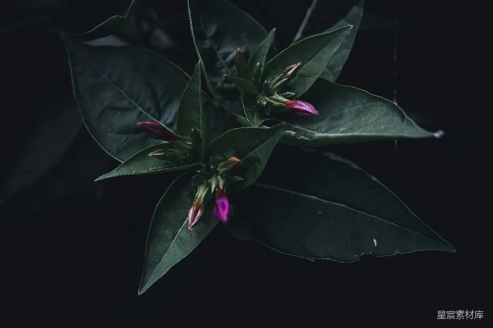 高清摄影 植物 自然 暗调 花蕾 静谧 幽暗中的粉红色花蕾