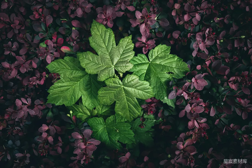 高清摄影 叶子 自然 绿色 背景 植物 自然之美的叶子