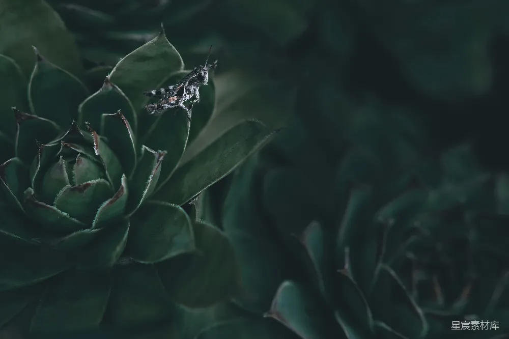 高清摄影 绿植 昆虫 自然 微距摄影 宁静 绿植上的小昆虫