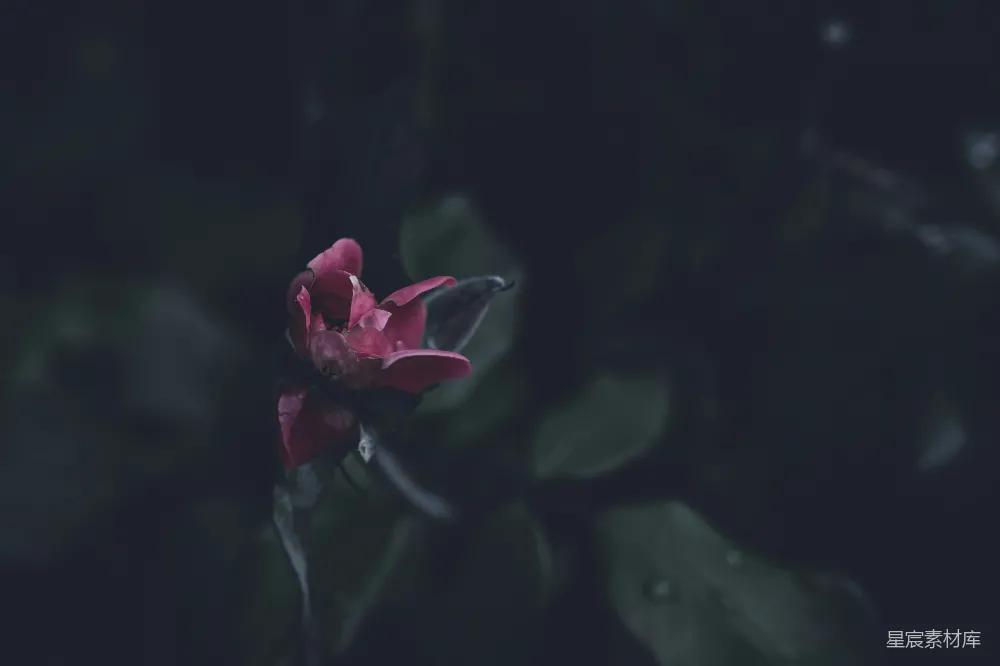 高清摄影 玫瑰 暗夜 花瓣 自然 宁静 暗夜中的玫瑰