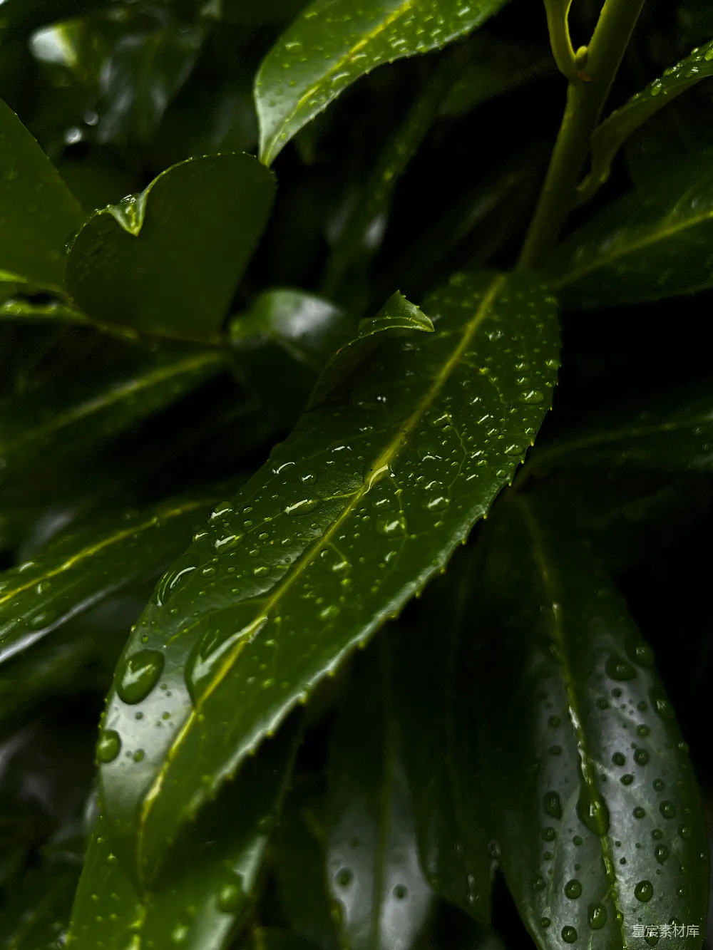 高清摄影 绿叶 露珠 自然 清新 雨后 雨后绿叶的露珠