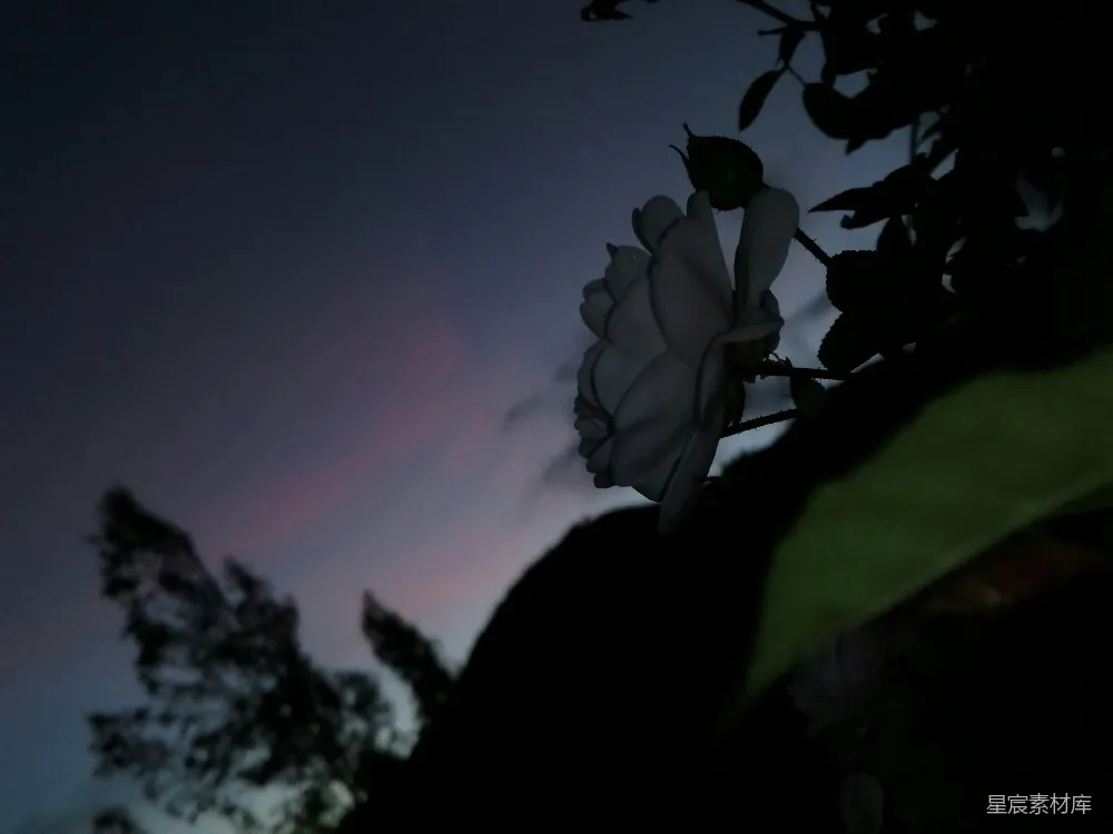 高清摄影 花朵 剪影 黄昏 自然 宁静 黄昏下的白色花朵剪影